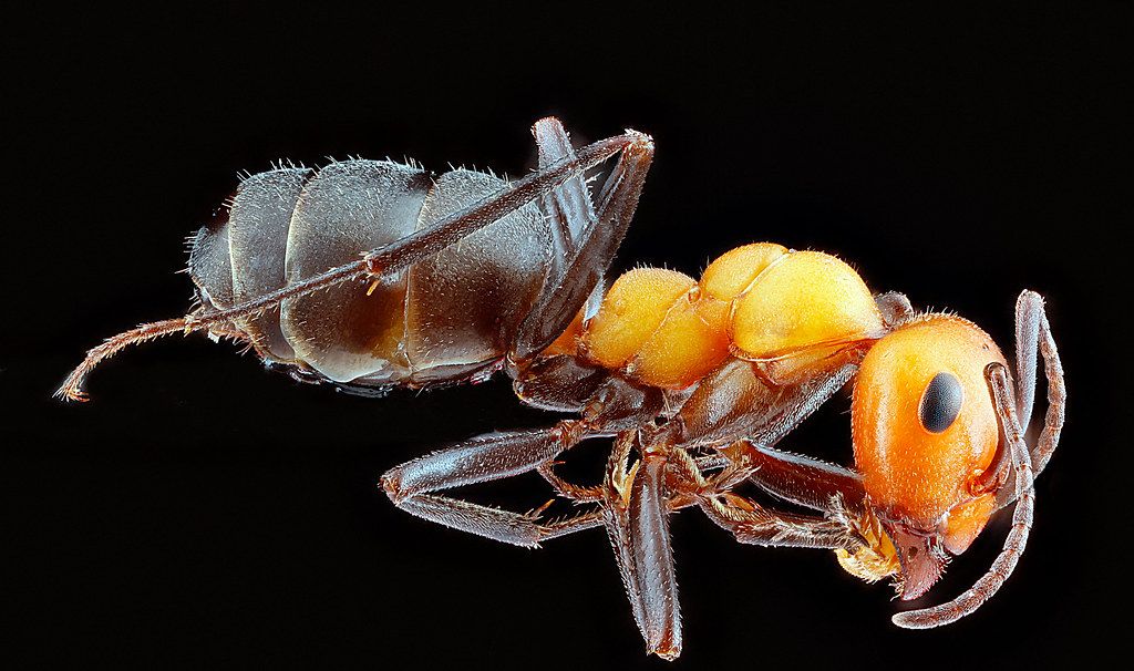 Ant Control service in Richardson, TX