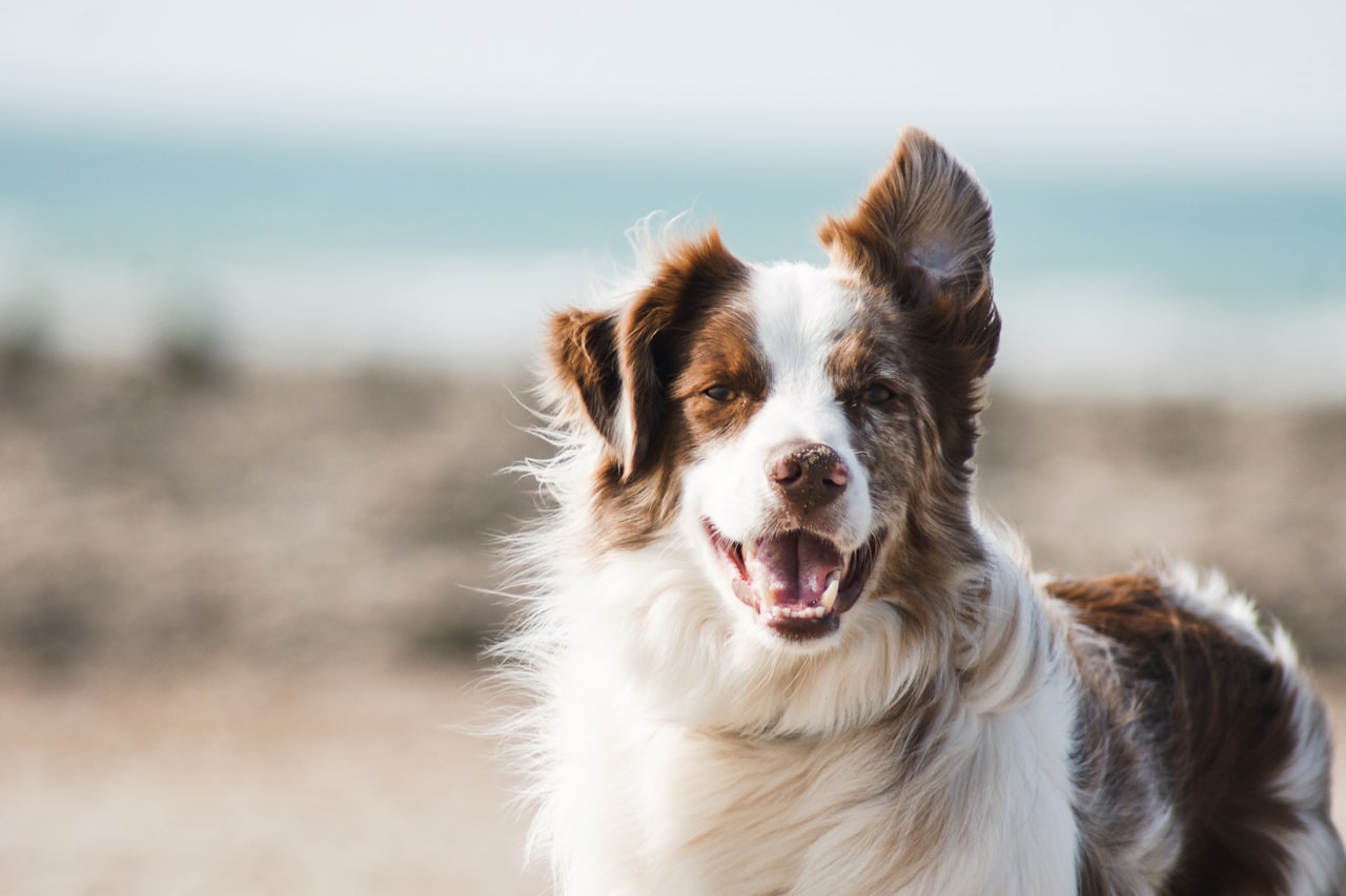 Flea & Tick Control service in Richardson, TX