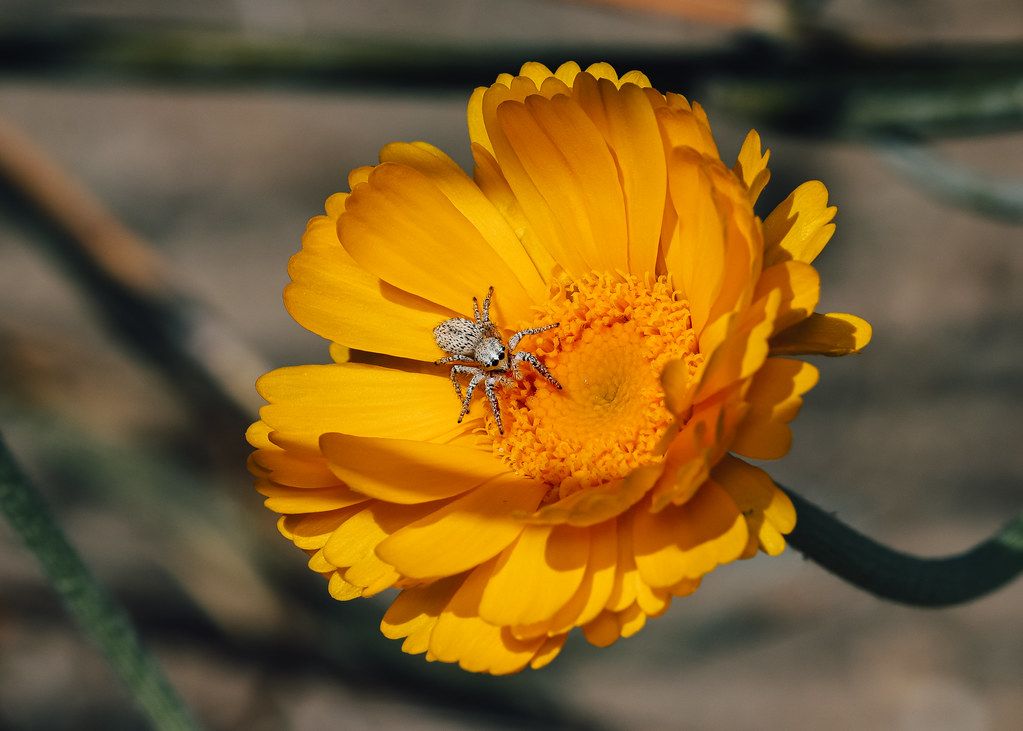 Spider Control service in Richardson, TX